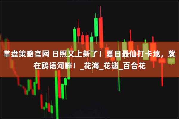 掌盘策略官网 日照又上新了！夏日最仙打卡地，就在鸥语河畔！_花海_花瓣_百合花
